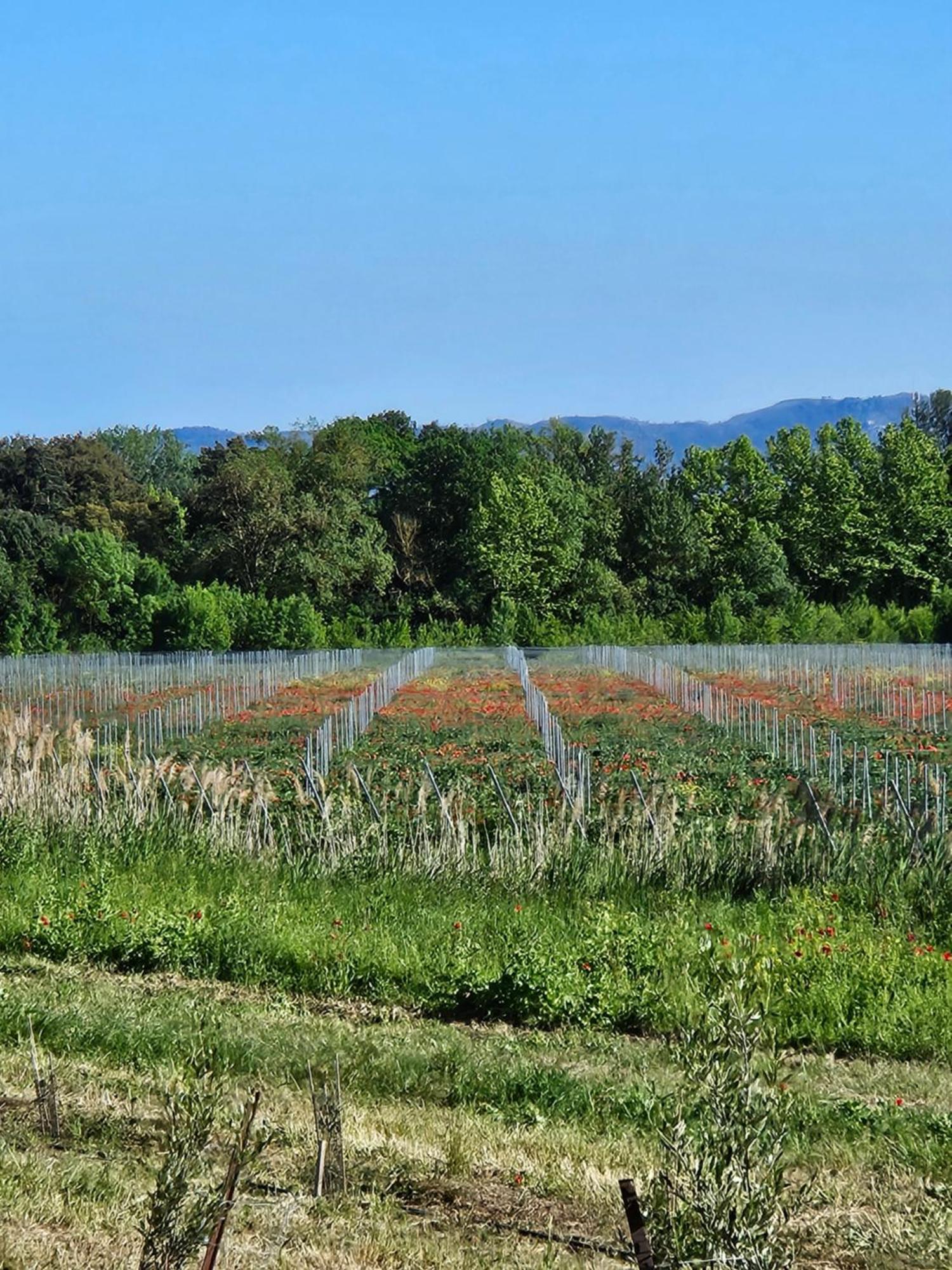 Domaine Villecarla Villedubert Exteriör bild